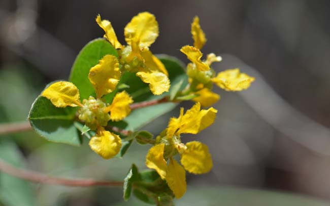 Aspicarpa hirtella, Chaparral Asphead, Southwest Desert Flora